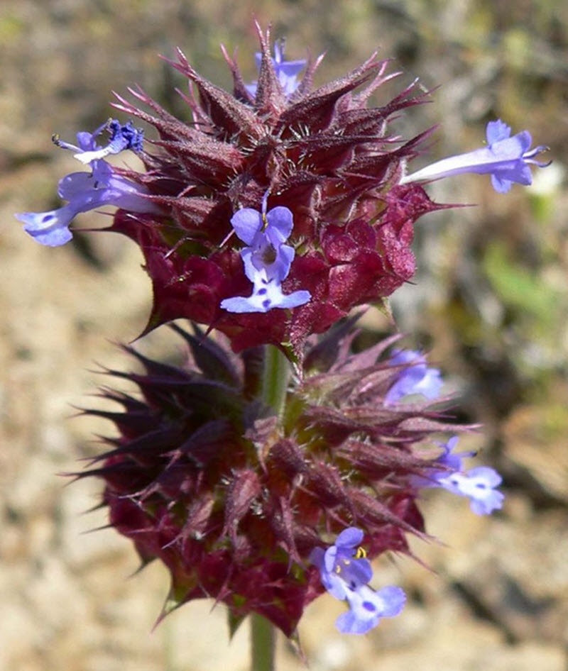 Salvia columbariae Gyllene chiafrön