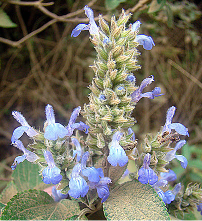 Salvia hispanica